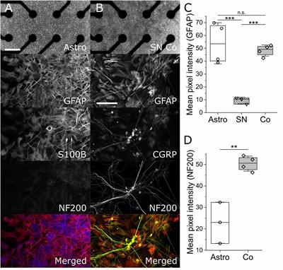 Electrically-evoked oscillating calcium transients in mono- and co-cultures of iPSC glia and sensory neurons